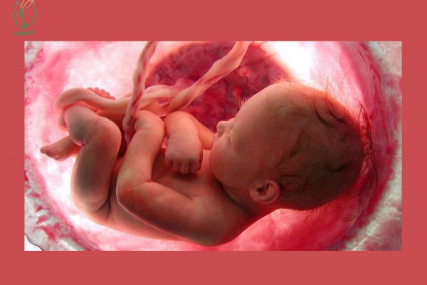 مراحل تولد کودک شما قبل از شکل‌گیری تا تولد