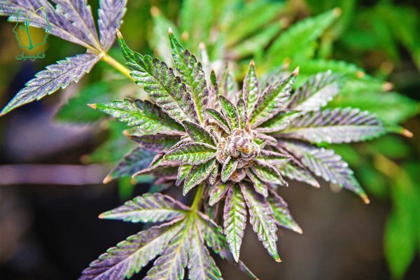 شاهدانه (Cannabis)